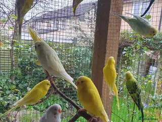 Budgerigars birds Young and adult budgies - Advert 5