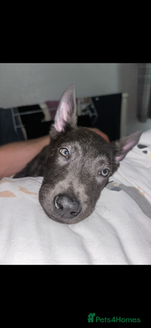 Belgian Shepherd Dog dogs - Advert 4