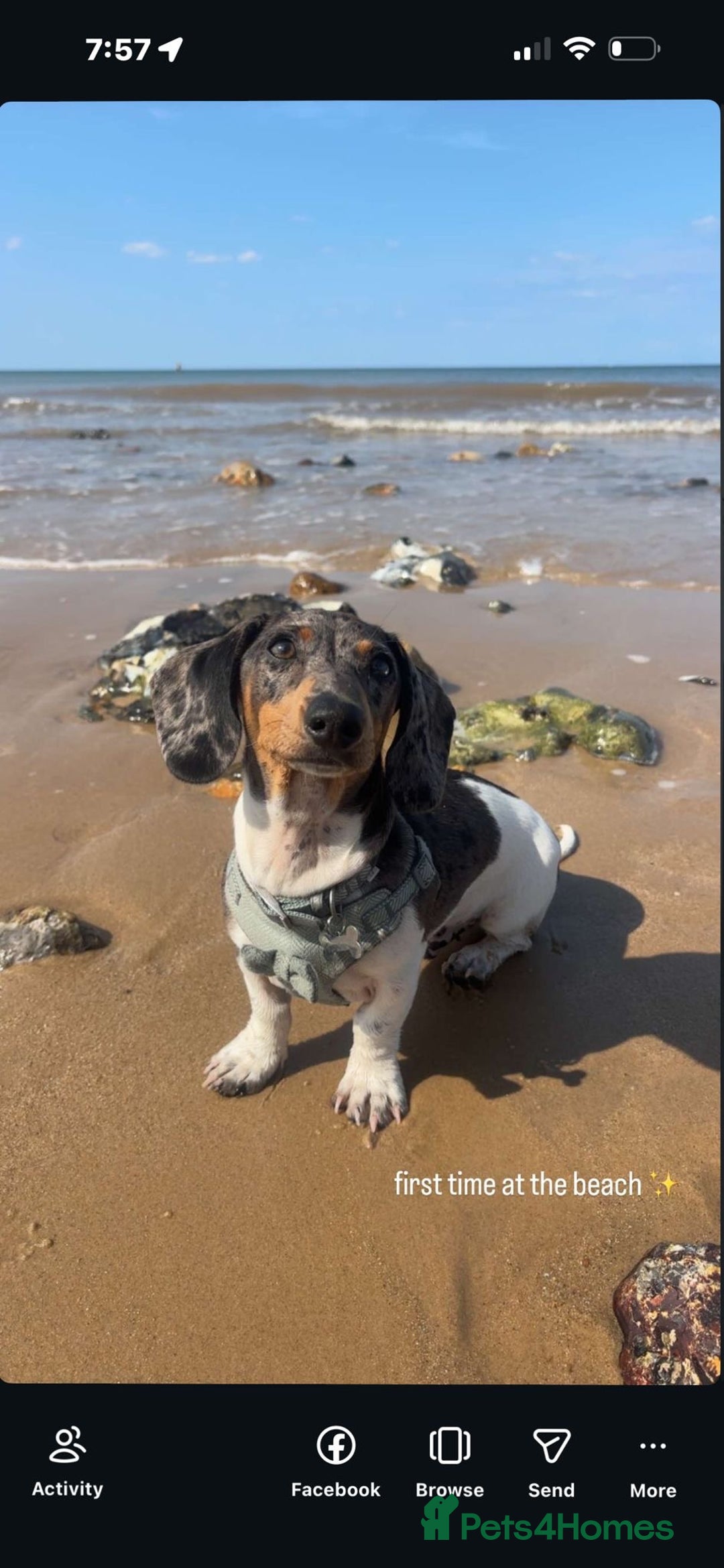 Mixed Breed dogs for sale: Doxiepoo - Advert 6