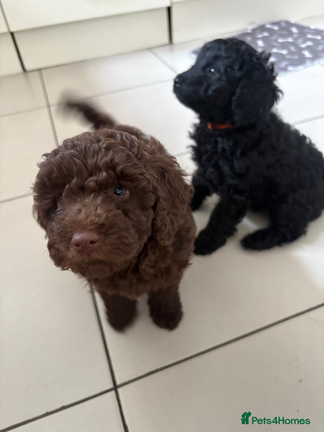 Cockapoo dogs for sale: Beautiful Cockerpoo F2b Puppies - Advert 3