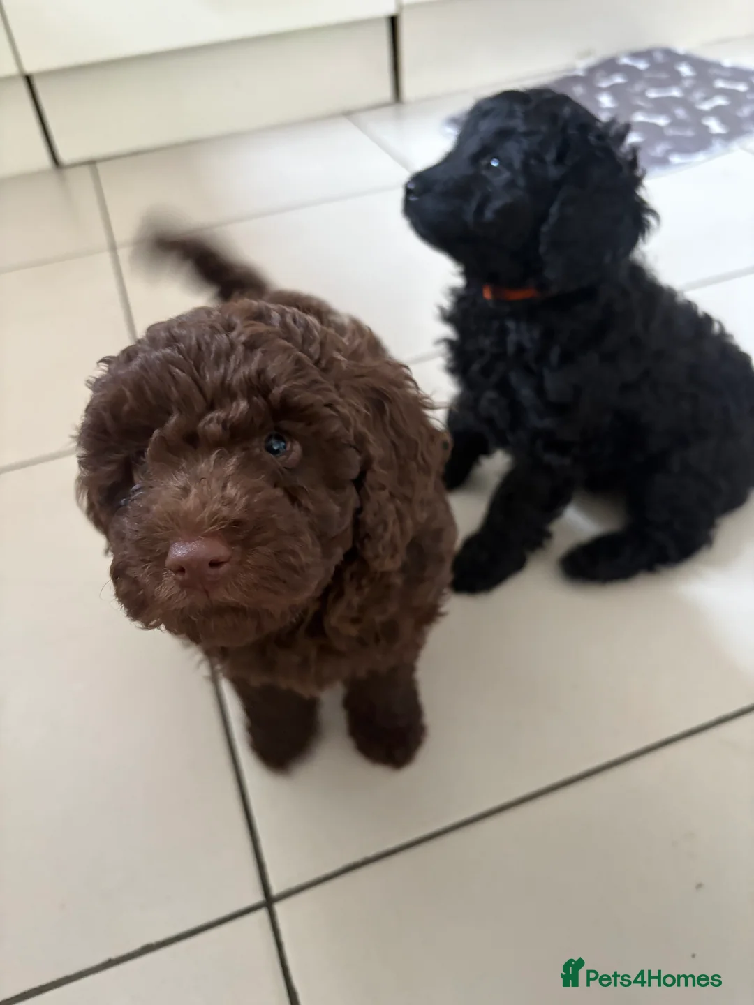 Cockapoo dogs for sale: Beautiful Cockerpoo F2b Puppies - Advert 2