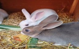 Rex rabbits for sale: Gorgeous mini rex looking for forever homes - Image 8
