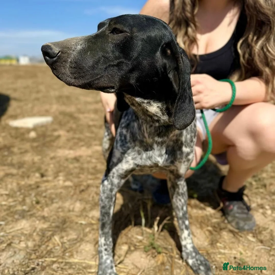 Mixed Breed dogs for adoption: Bracken (German Pointer mix) - Advert 17