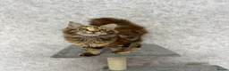 Maine Coon cats for sale: Stunning Purebred TICA Reg Maine Coon Kittens in London - Advert 12