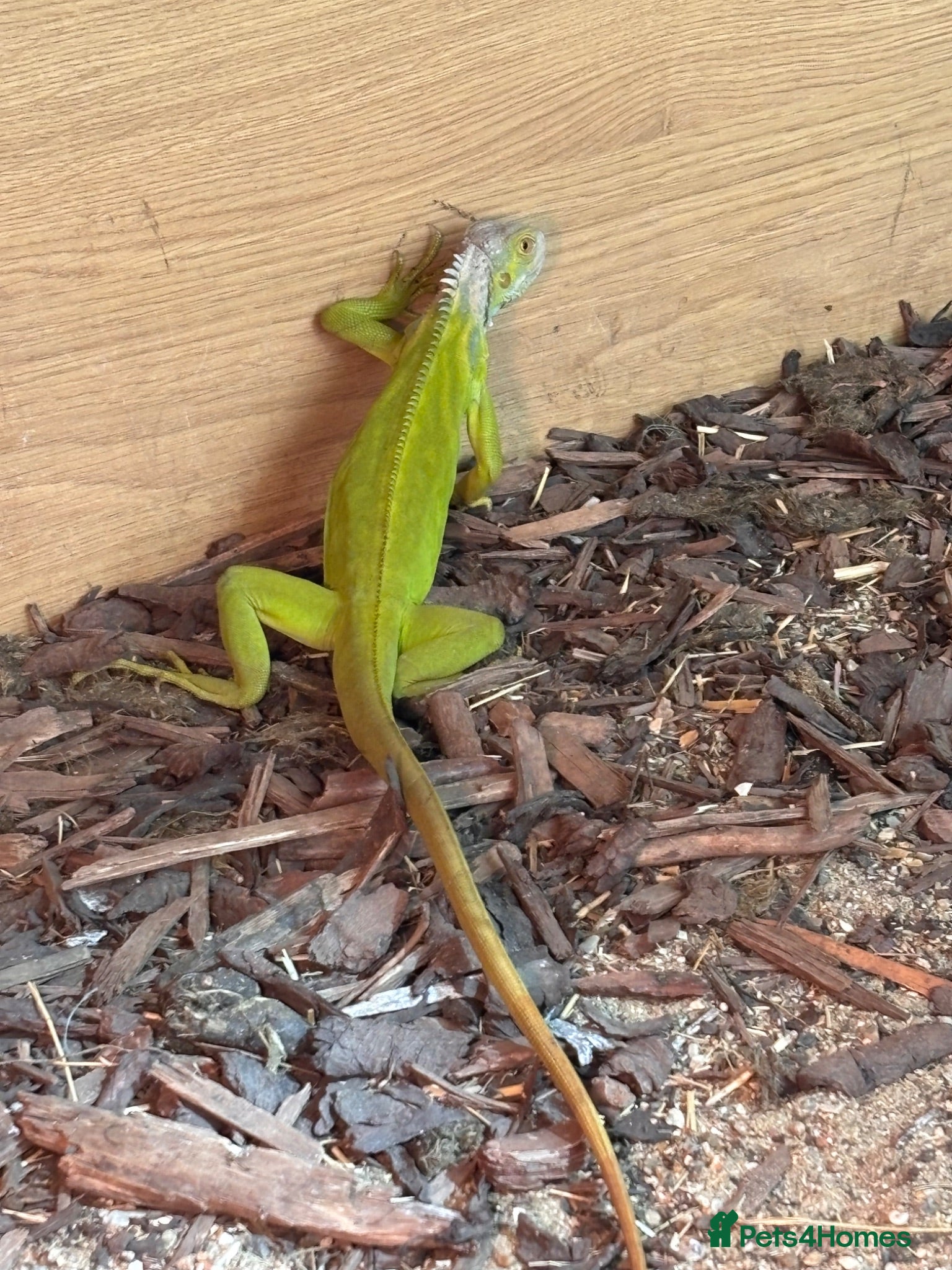 Iguana reptiles Baby lime green hypo iguana  - Advert 6