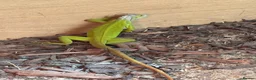Iguana reptiles for sale: Baby lime green hypo iguana  - Advert 1