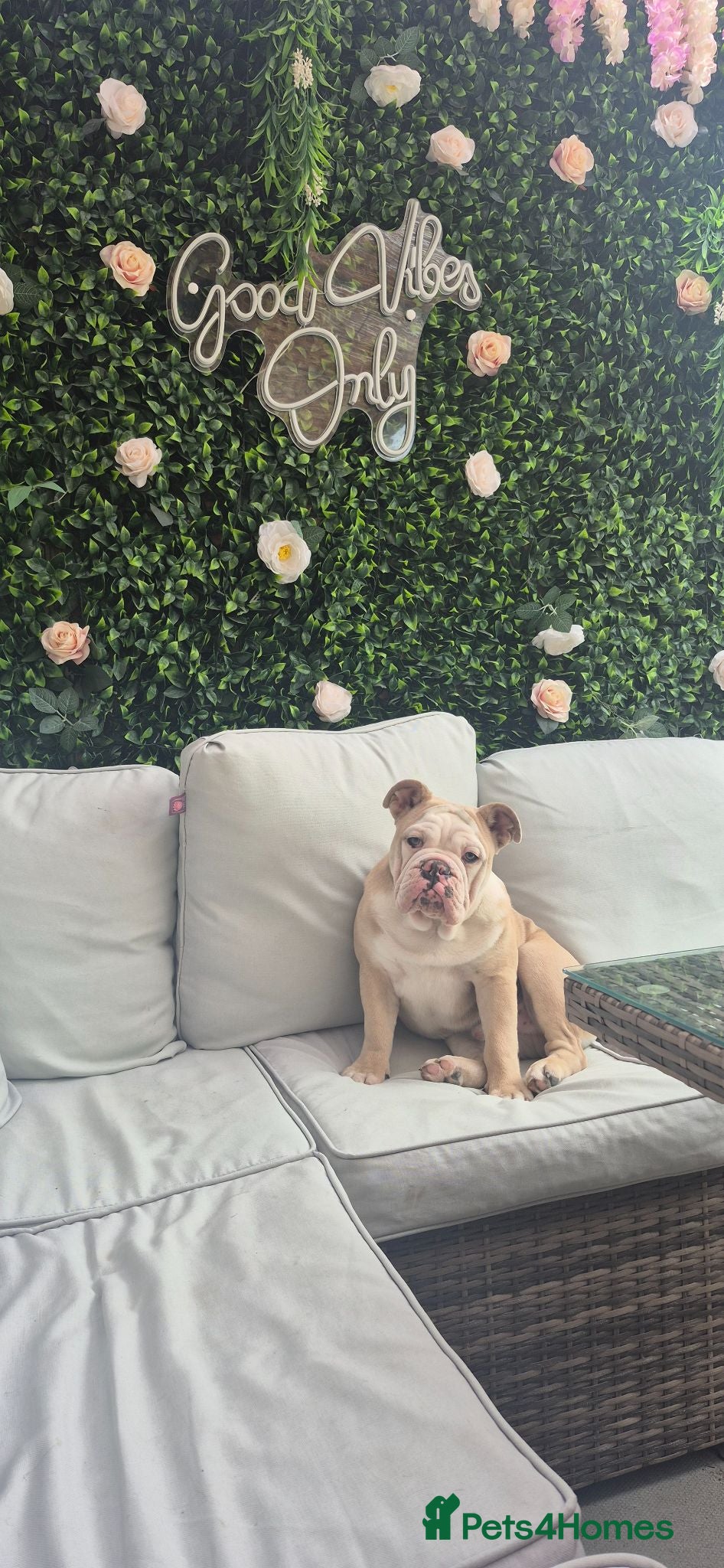 English Bulldog dogs Bruce the bull dog - Advert 10