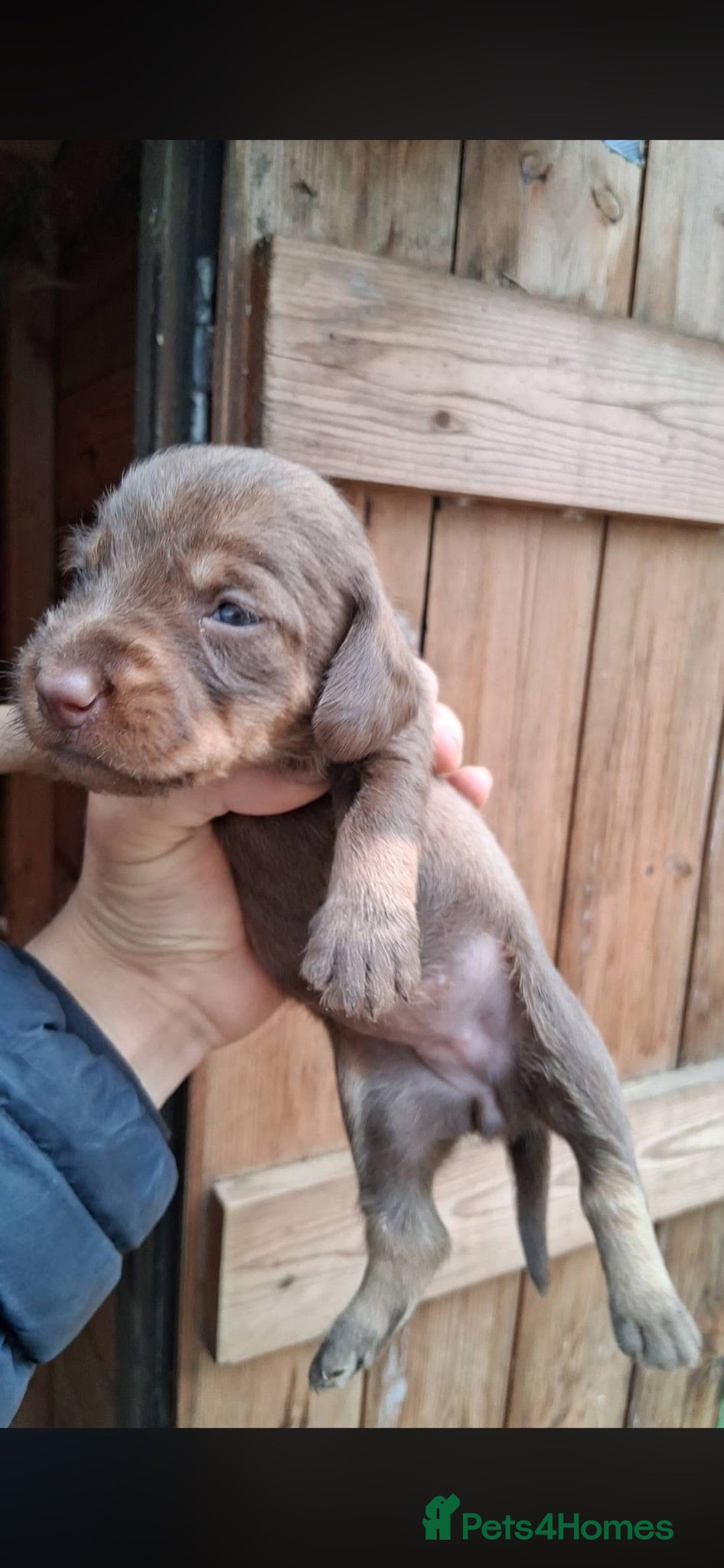 Dachshund dogs Wire haired dachshund puppies  - Advert 1