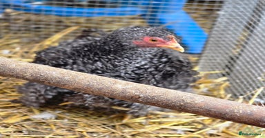 Chickens poultry - Advert 2