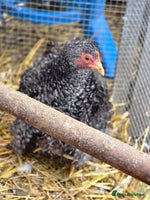 Chickens poultry - Advert 2