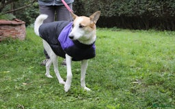 Mixed Breed dogs for adoption: 💖🐶 ALAYA 🐶💖 - Image 34