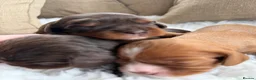Cavalier King Charles Spaniel dogs for sale: Choc & Ruby Cavaliers E ** tensively Health Tested in Romford - Advert 4