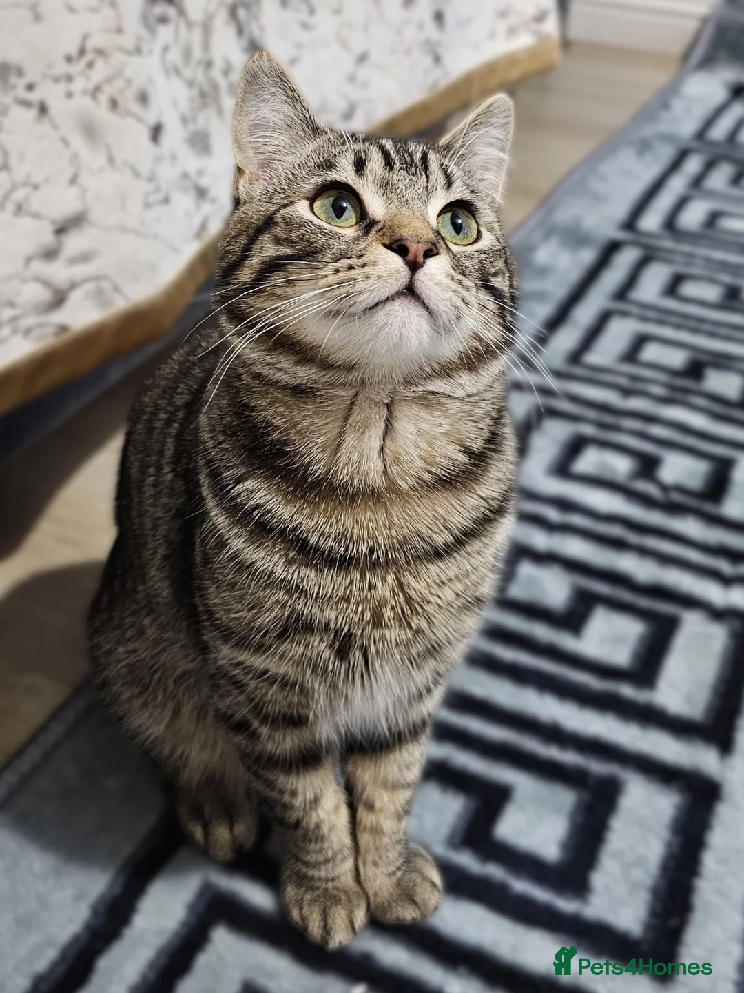 Mixed Breed cats for adoption: Super sweet, super playful, super cat! - Advert 1