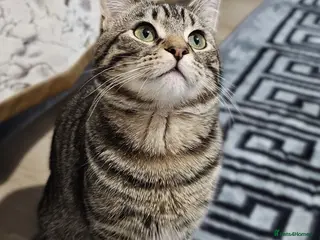 Mixed Breed cats Super sweet, super playful, super cat! - Advert 1