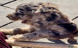 Cockapoo dogs for sale: Marble /tan cockerpoo - Image 12