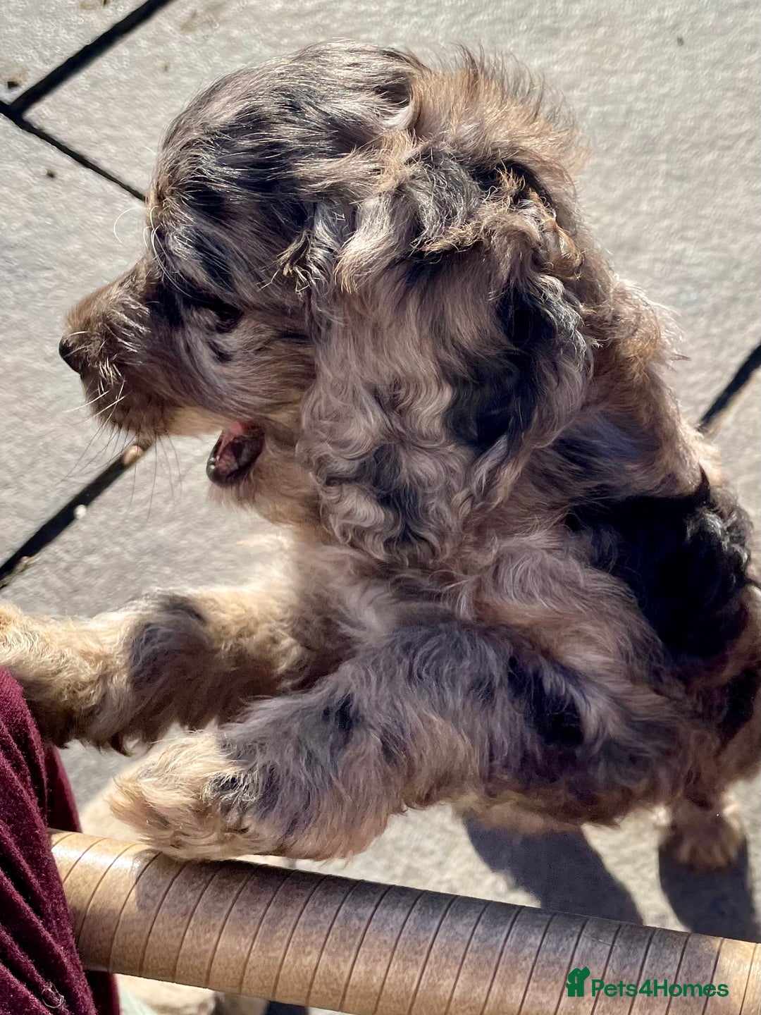 Cockapoo dogs for sale: Marble /tan cockerpoo - Image 12