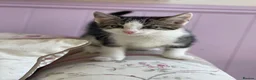 Mixed Breed cats for sale: Beautiful baby Kittens  - Advert 8