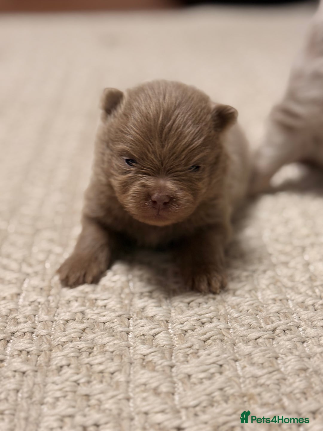 Pomeranian dogs for sale: 🧸 Dream Teddy Bear( Price reduced) - Advert 21