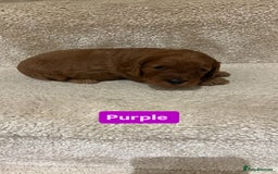 Cockapoo dogs for sale: FOX RED COCKAPOOS ⭐️⭐️ - Image 4