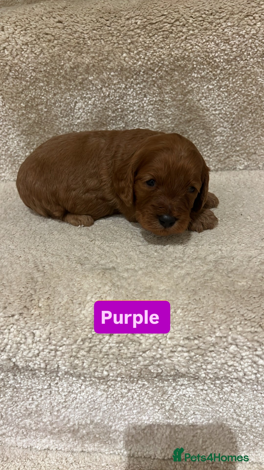 Cockapoo dogs for sale: FOX RED COCKAPOOS ⭐️⭐️ - Image 4