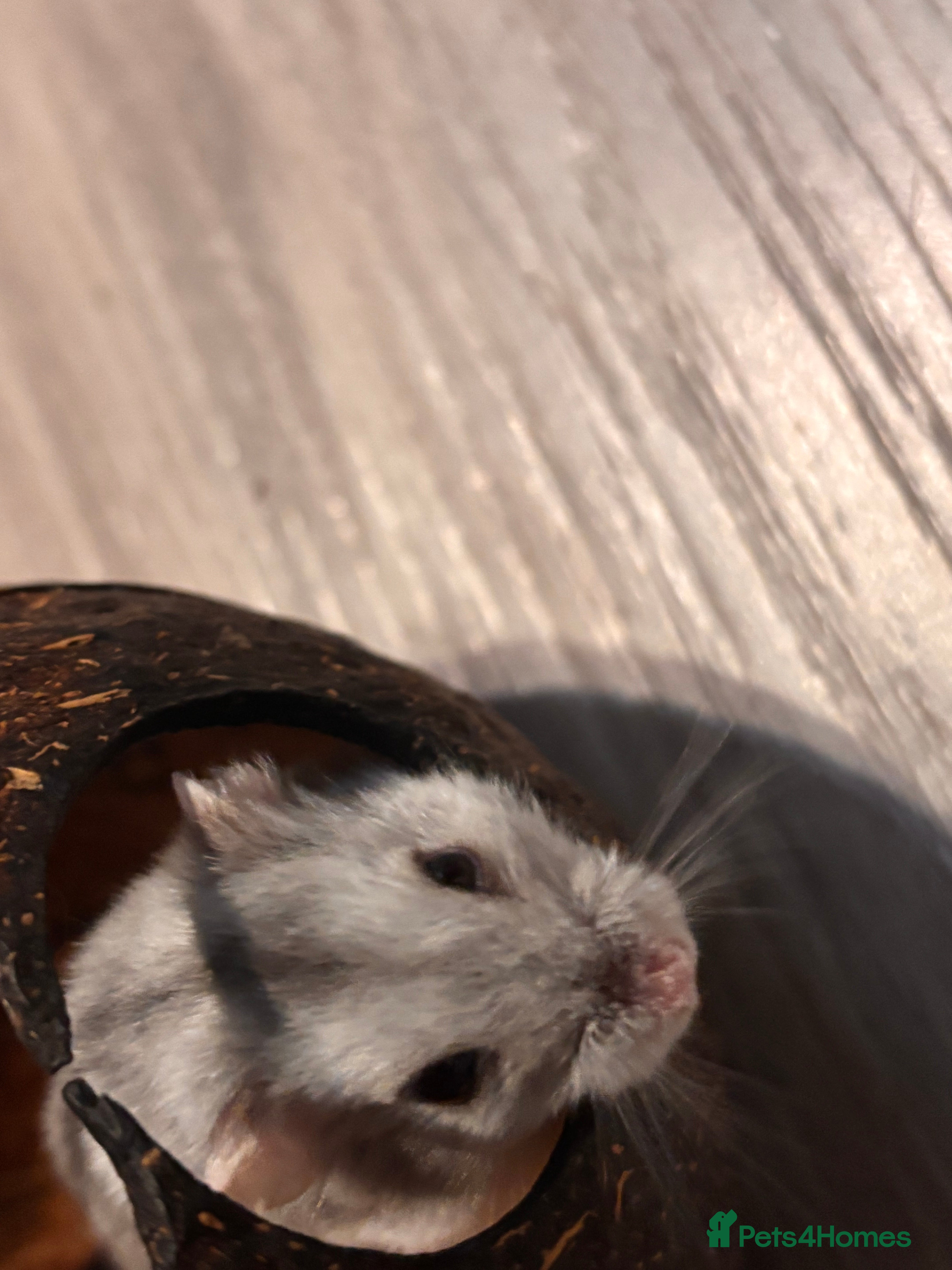 Hamster rodents Supertamed Russian white dwarf Baby Hamsters - Advert 18