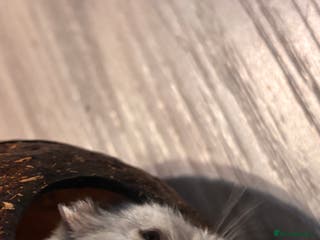 Hamster rodents Supertamed Russian white dwarf Baby Hamsters - Advert 17