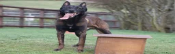 Belgian Shepherd Dog dogs for sale: IKC Registered Belgian Malinois - Advert 3