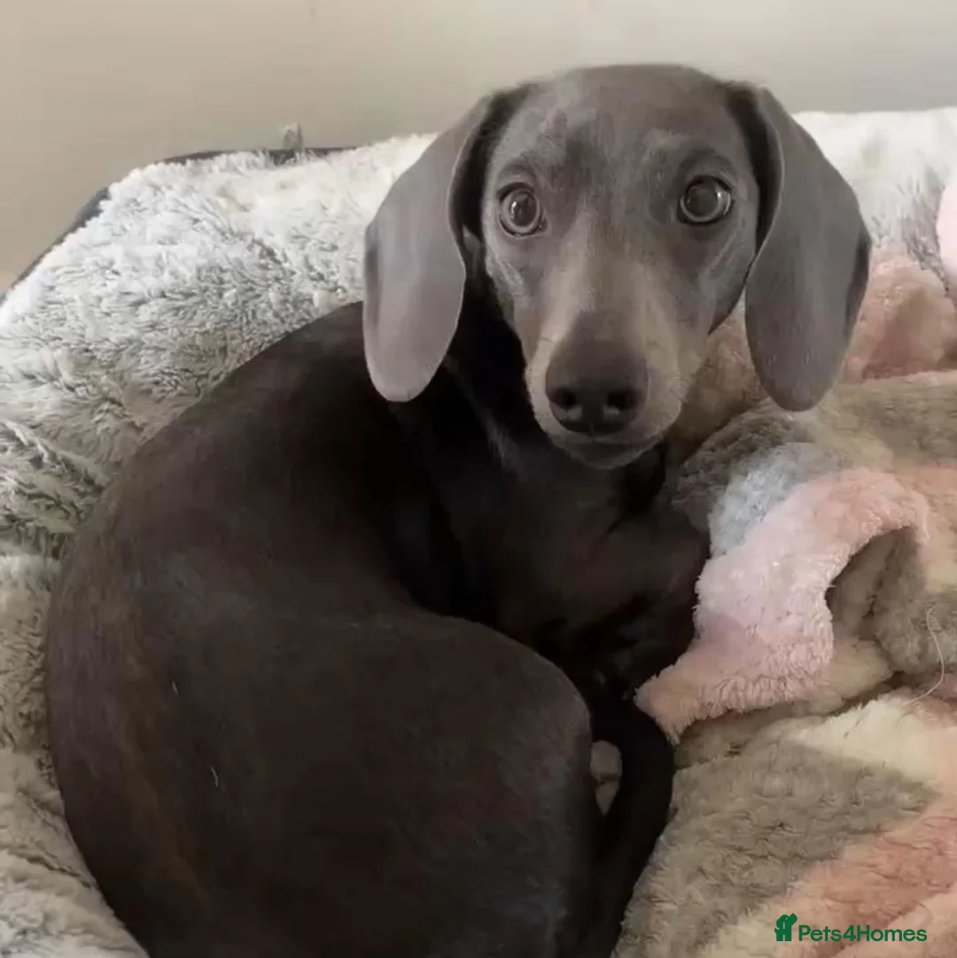 Miniature Dachshund dogs for sale: KC Registered Blue Miniature Dachshund  - Advert 3