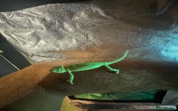 Chameleon reptiles for sale: Baby yemen chameleons  - Image 6