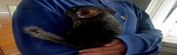 Chinchilla rodents for sale: Little Babies - Advert 4