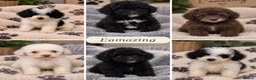 Poochon dogs for sale: Stunning F1b toy Poochon 5* rated graded health ✅ - Advert 1