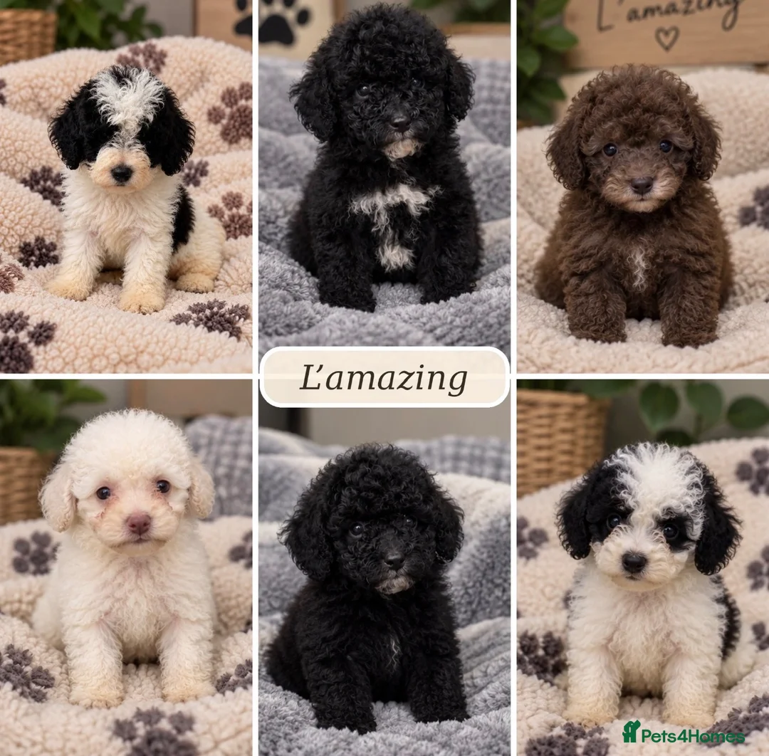 Poochon dogs for sale: Stunning F1b toy Poochon 5* rated graded health ✅ - Advert 1
