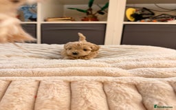 Maltipoo dogs for sale: 💛  Maltipoo Puppies Ready 16th Dec  💛 - Advert 5