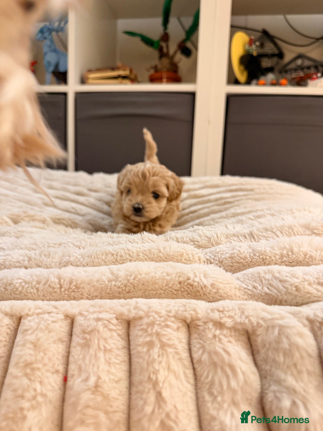 Maltipoo dogs for sale: 💛  Maltipoo Puppies Ready 16th Dec  💛 - Advert 5