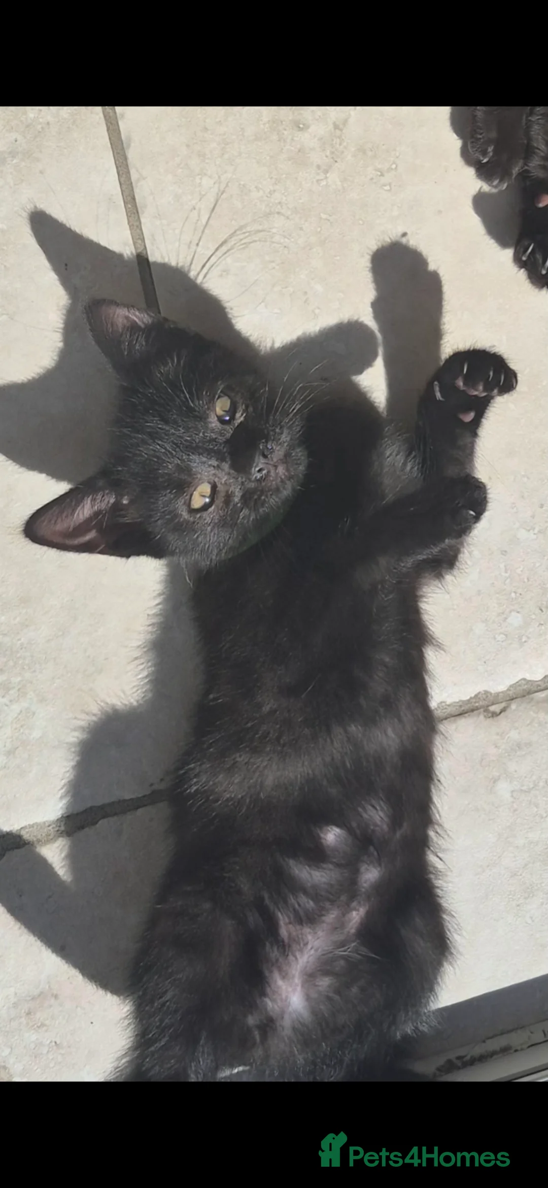 Mixed Breed cats for sale: 1 female kitten left  - Advert 2