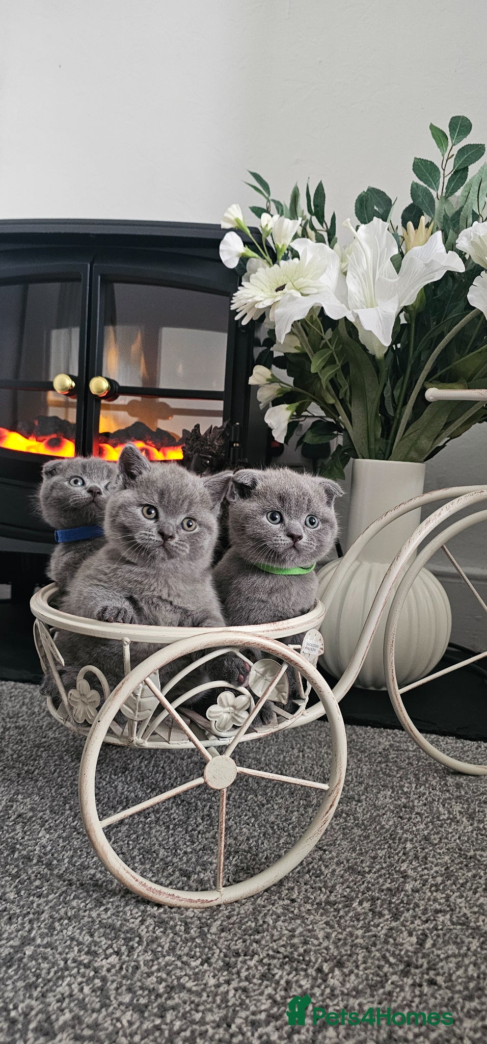 Scottish Fold cats 3 Beautiful Scottish Fold And Straight Ear Kittens - Advert 1