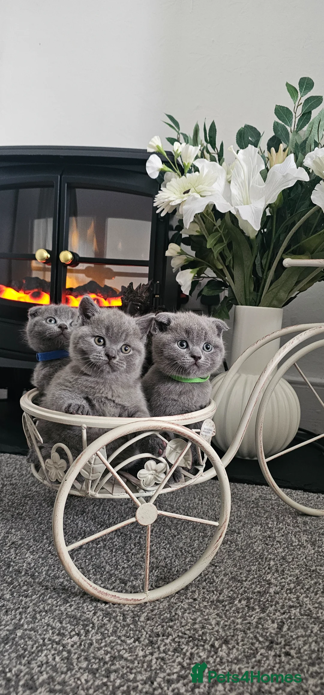 Scottish Fold cats for sale: 3 Beautiful Scottish Fold And Straight Ear Kittens - Advert 1
