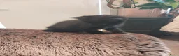 Mixed Breed cats for sale: 2 Black Very Playful Kittens/ South Shields  in East Boldon - Advert 3
