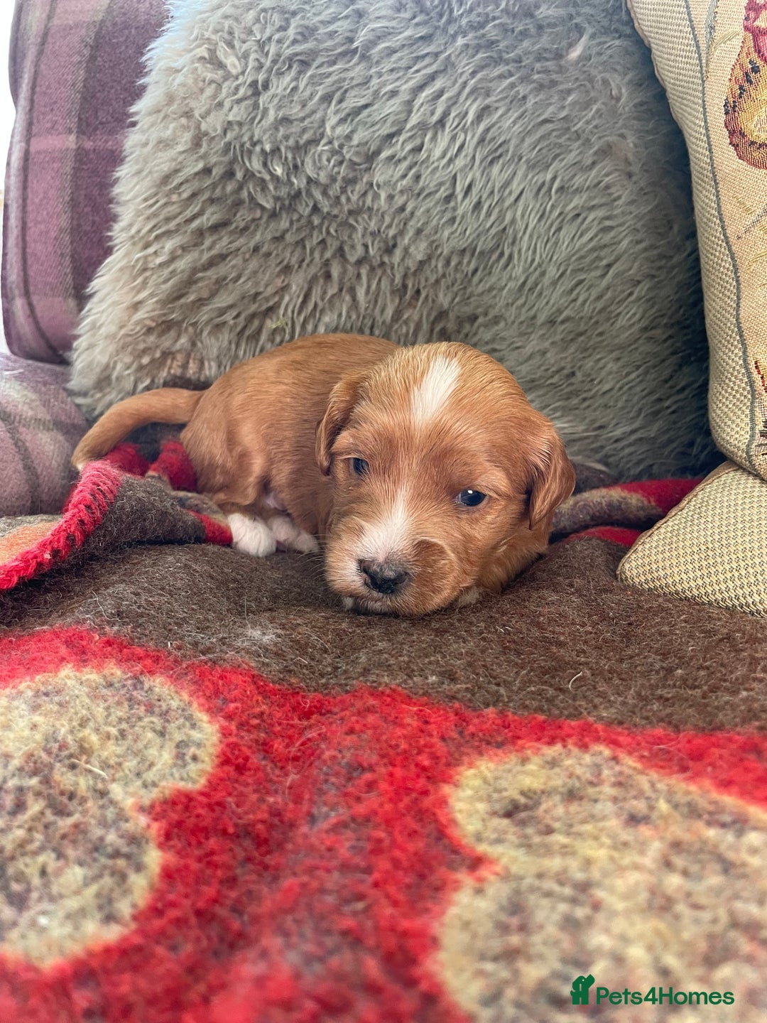 Australian Labradoodle dogs for sale: Genuine 100% Australian Labradoodle Puppies - Image 4
