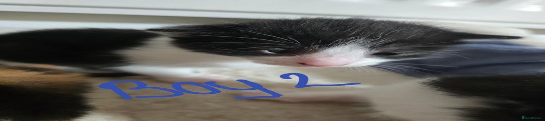 Domestic Shorthair Kitten 2