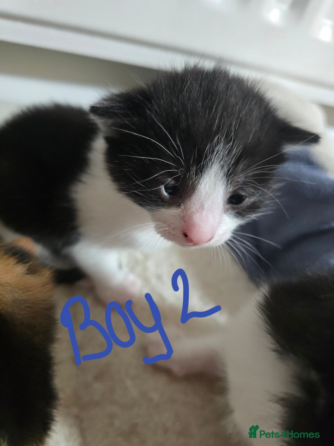 Domestic Shorthair cats for sale: 4 Kittens For Sale - Image 4
