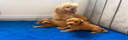 Cavapoo dogs for sale: Ready to find there forever caring homes 💙🩷 - Advert 10