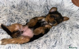 Yorkshire Terrier dogs for sale: 💕🐾Adorable PEDIGREE YORKSHIRE TERRIER Pups🐾💕  - Image 26