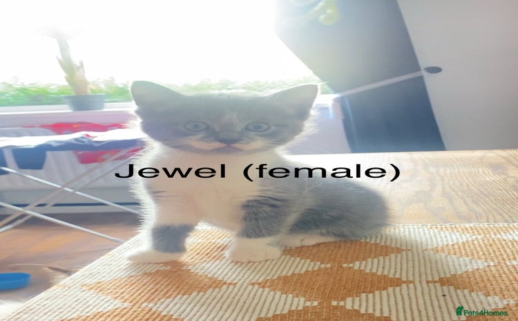 Ragdoll cats - Advert 2