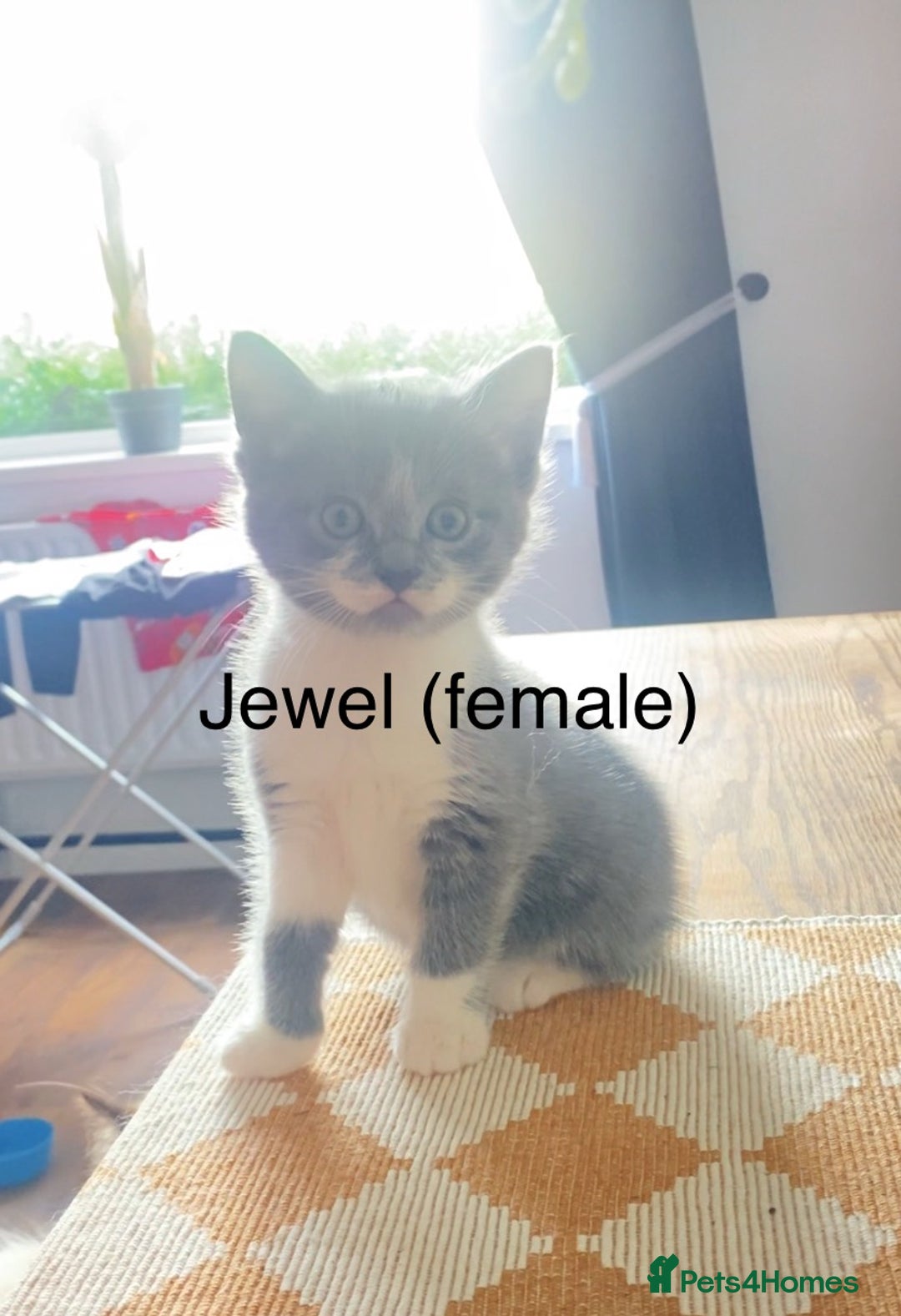 Ragdoll cats for sale: Ragdoll X domestic shorthair kittens  - Image 1