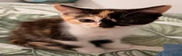 Mixed Breed cats for sale: (Ready Now) Mixed Breed Kittens in Northampton - Advert 9