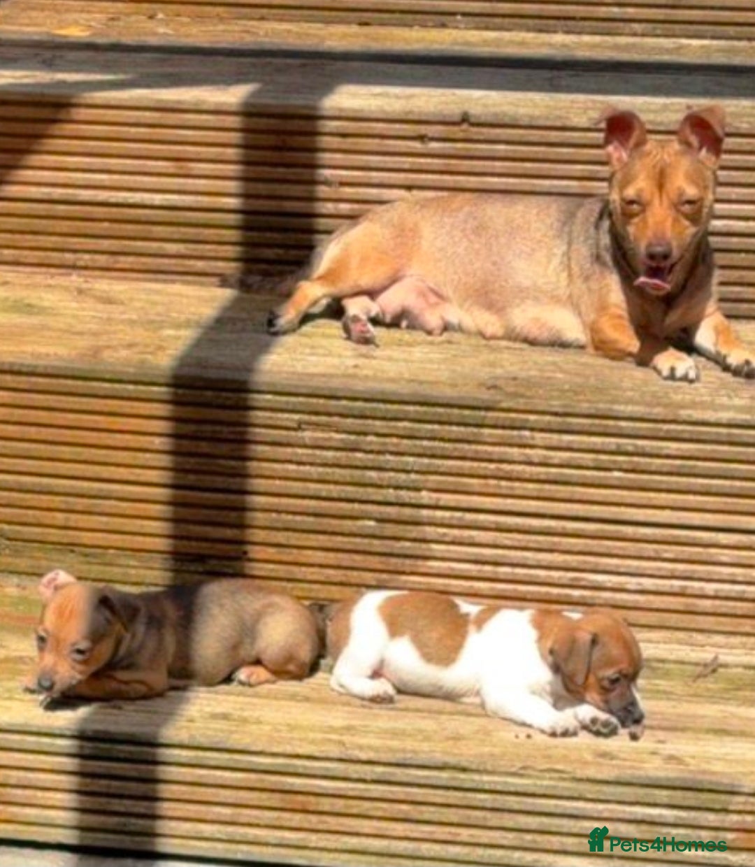 Jack Russell dogs for sale: Jack russell puppies ready now - Advert 1