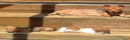 Jack Russell dogs for sale: Jack russell puppies ready now - Advert 1