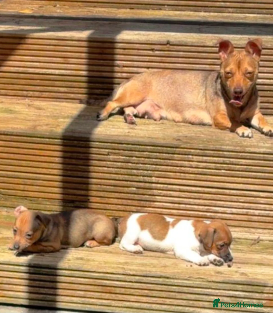 Jack Russell dogs for sale: Jack russell puppies ready now - Advert 1