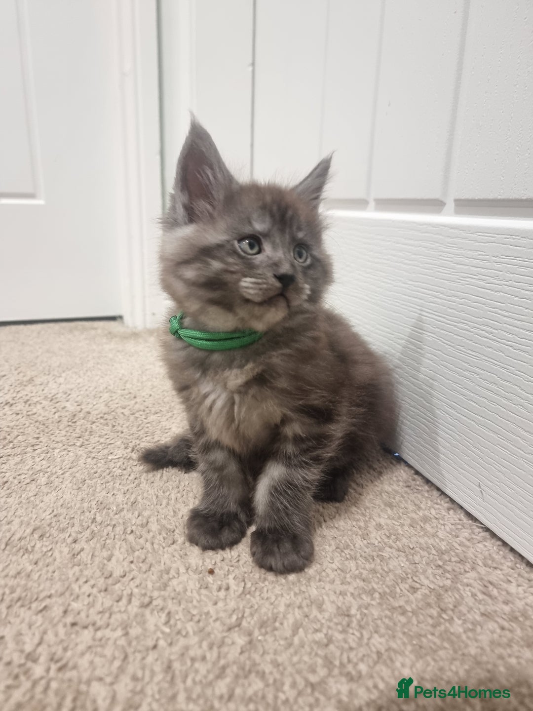 Maine Coon cats for sale: Stunning Maine Coon Kittens for sale/ Reservation  - Advert 3